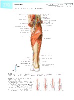 Sobotta  Atlas of Human Anatomy  Trunk, Viscera,Lower Limb Volume2 2006, page 377